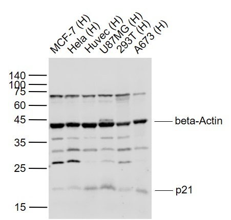 Anti-p21 Polyclonal Antibody