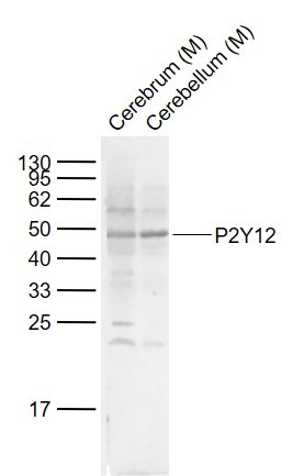 Anti-P2Y12 Polyclonal Antibody