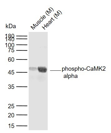 Anti-Phospho-CaMK2 alpha (Tyr230) Polyclonal Antibody