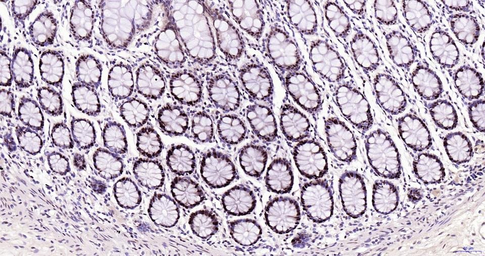 PCNA Nuclear Loading Control Polyclonal Antibody