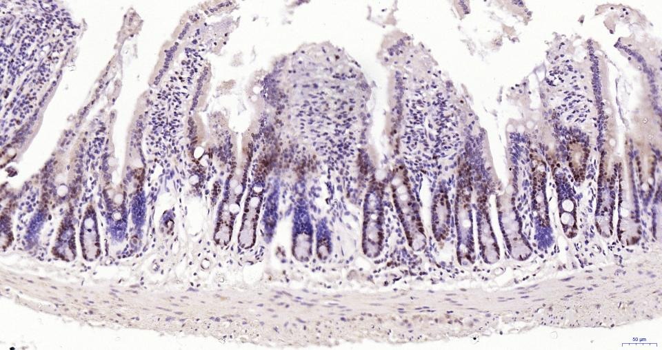 PCNA Nuclear Loading Control Polyclonal Antibody