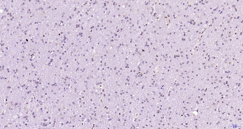 PCNA Nuclear Loading Control Polyclonal Antibody