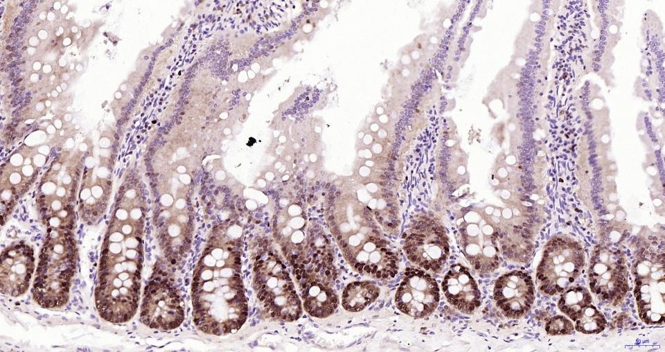 PCNA Nuclear Loading Control Polyclonal Antibody