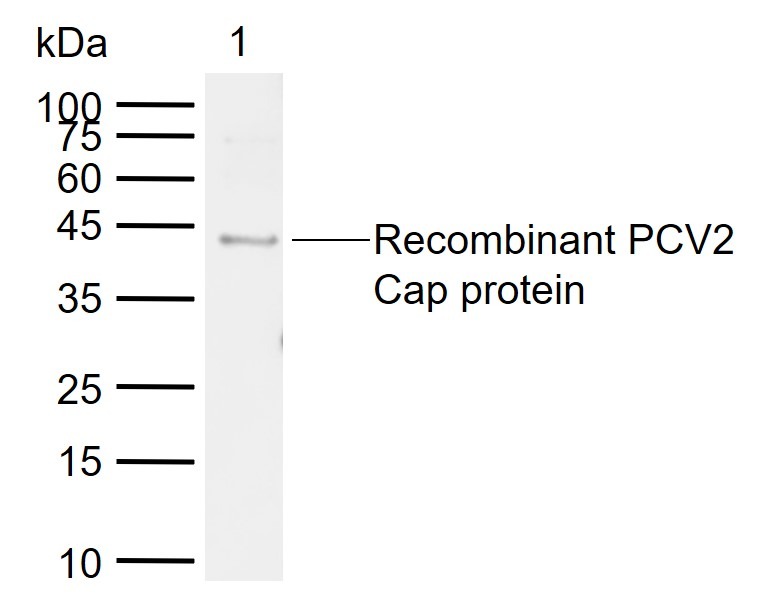 Anti-PCV2 Cap Polyclonal Antibody