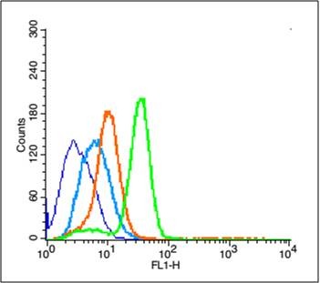 Anti-PCNA Polyclonal Antibody 2
