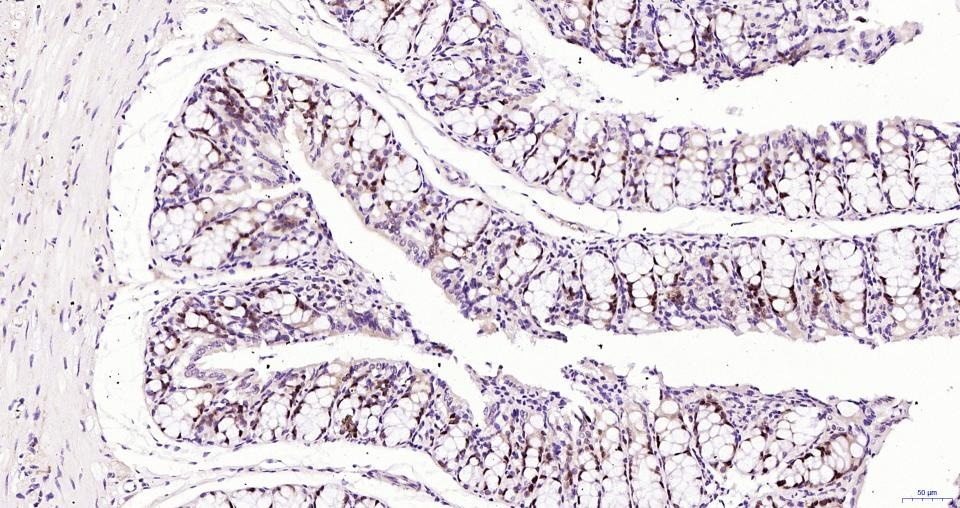 PCNA Nuclear Loading Control Polyclonal Antibody