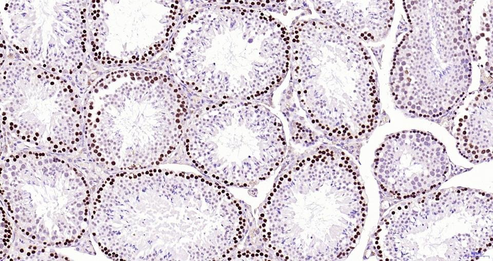 PCNA Nuclear Loading Control Polyclonal Antibody