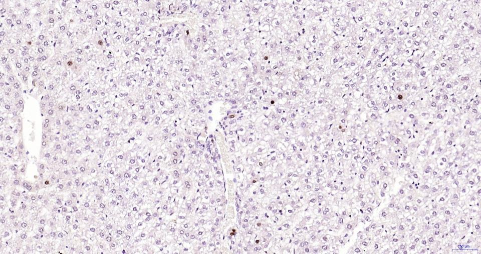 PCNA Nuclear Loading Control Polyclonal Antibody