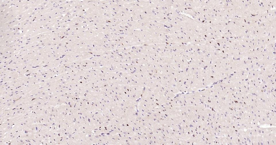 Anti-PCNA Polyclonal Antibody 2