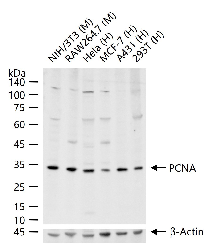 Anti-PCNA Polyclonal Antibody 2