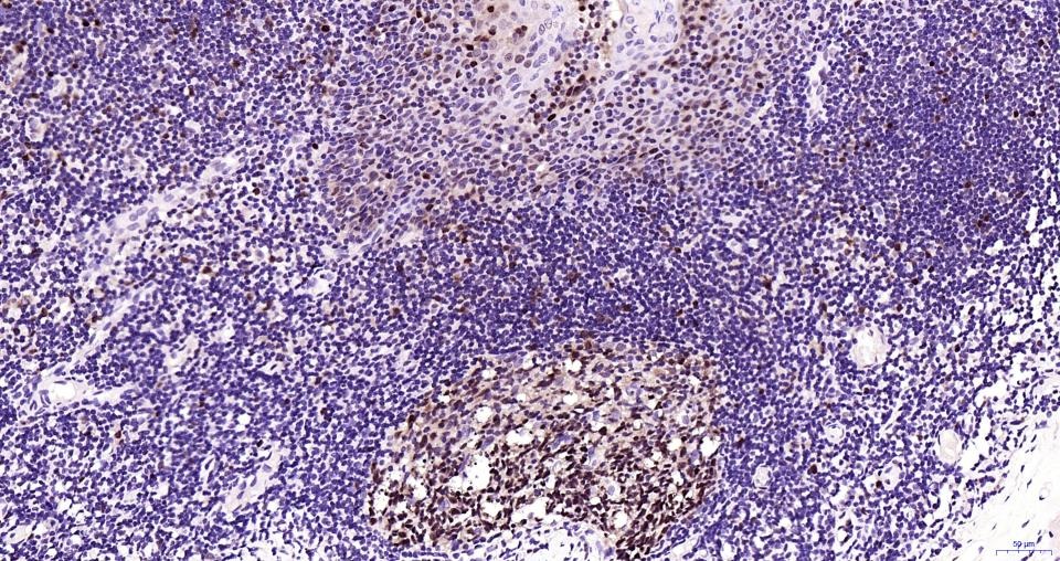 PCNA Nuclear Loading Control Polyclonal Antibody
