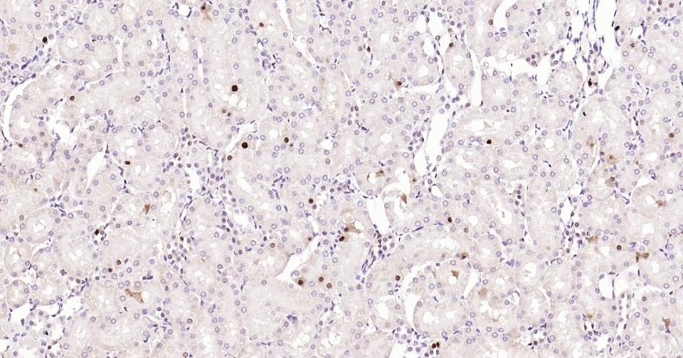 Anti-PCNA Polyclonal Antibody 2