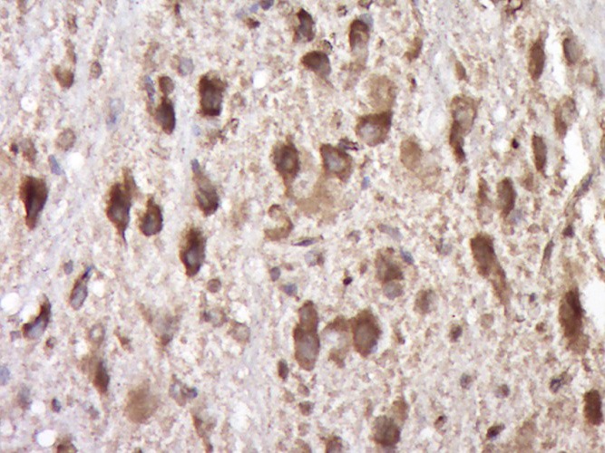 Anti-SCF Polyclonal Antibody