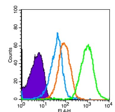 Anti-SCF Polyclonal Antibody