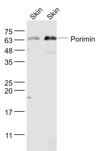 Anti-Porimin Polyclonal Antibody