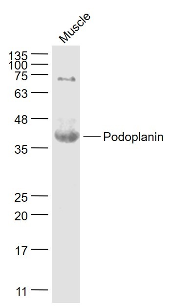 Anti-Podoplanin Polyclonal Antibody