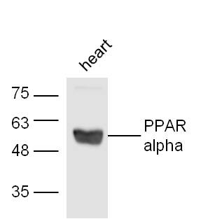 Anti-PPAR alpha/PPARA Polyclonal Antibody 2
