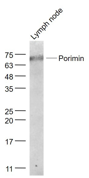 Anti-Porimin Polyclonal Antibody