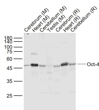 Anti-POU5F1 Polyclonal Antibody