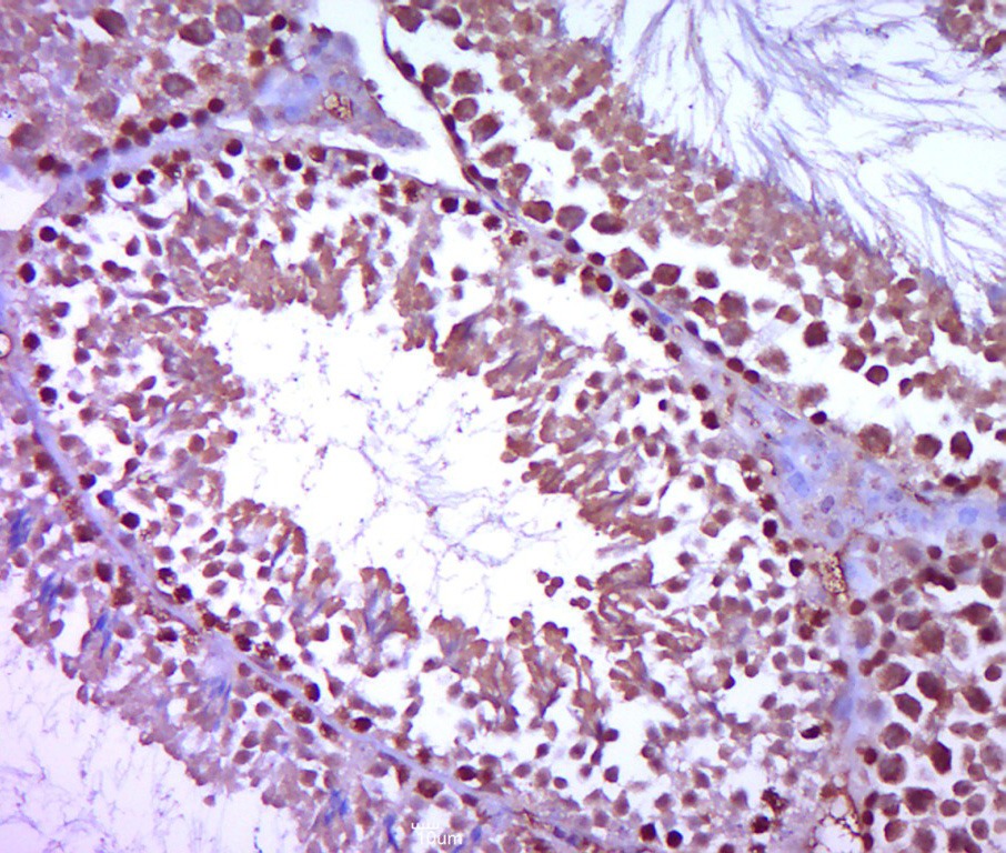 Anti-Plzf Polyclonal Antibody