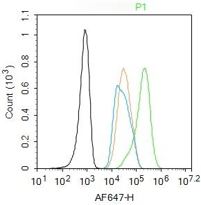 Anti-PPAR alpha/PPARA Polyclonal Antibody 2