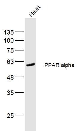 Anti-PPAR alpha/PPARA Polyclonal Antibody