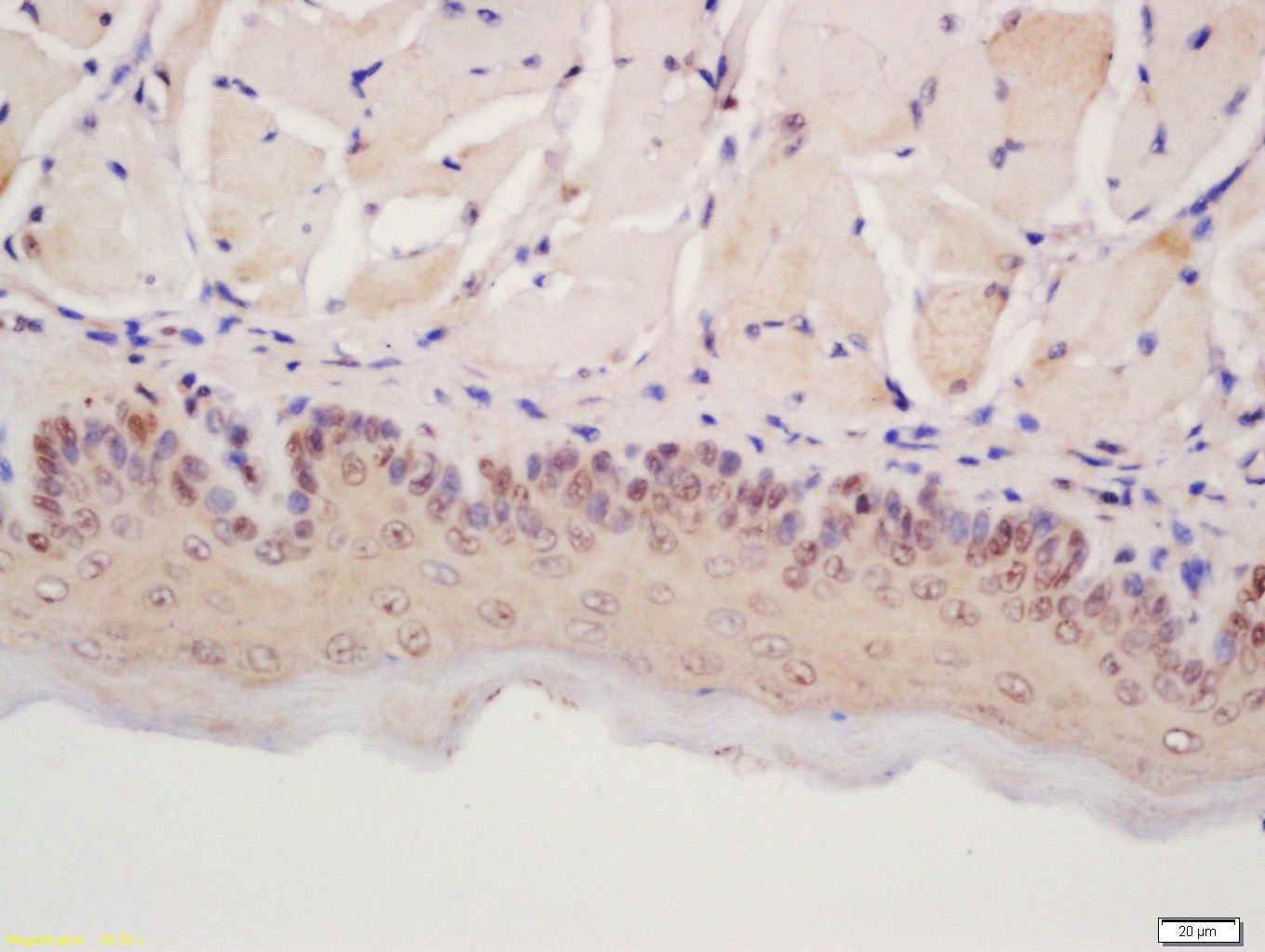 Anti-POD1 Polyclonal Antibody