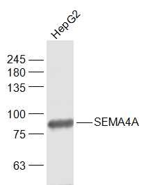 Anti-SEMA4A Polyclonal Antibody