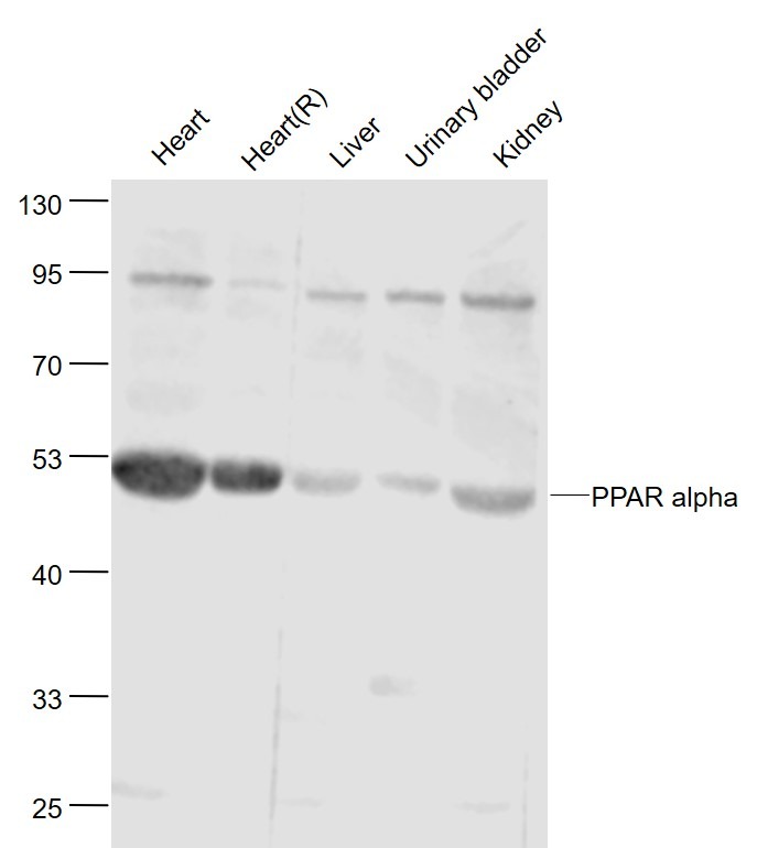 Anti-PPAR alpha/PPARA Polyclonal Antibody 2