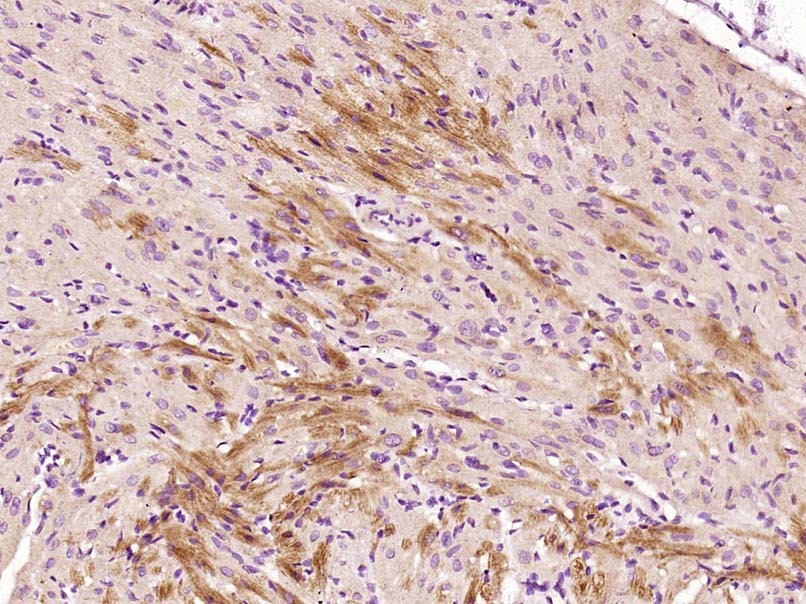 Anti-Selenoprotein W Polyclonal Antibody