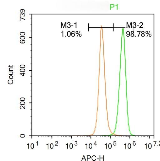Anti-Phospho-TORC2 (Ser171) Polyclonal Antibody