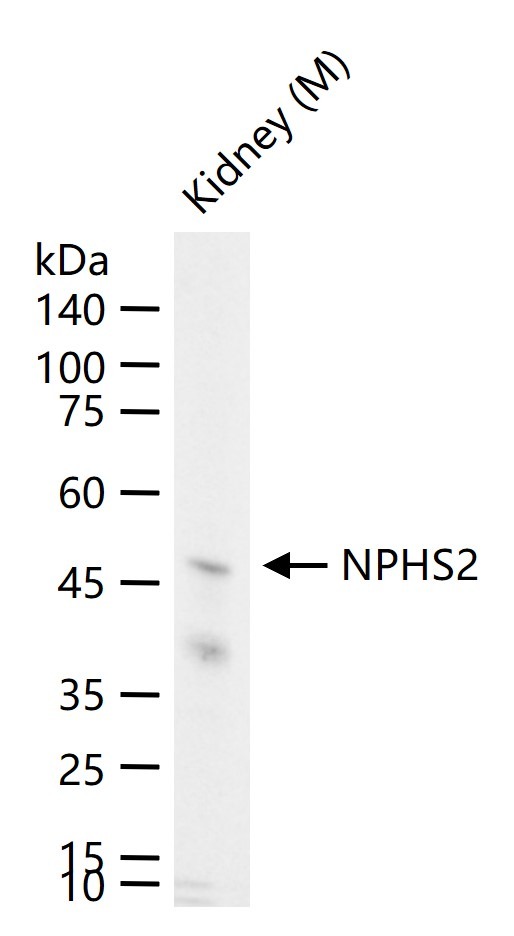 Anti-Podocin Polyclonal Antibody