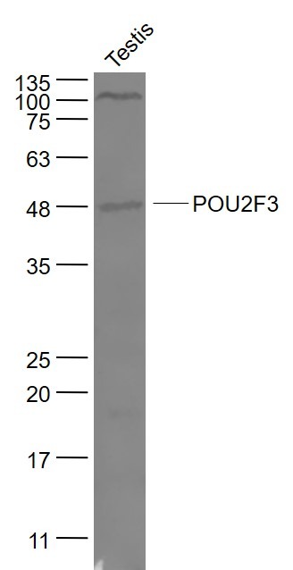 Anti-POU2F3 Polyclonal Antibody
