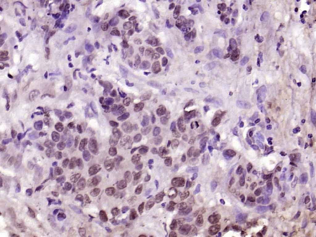 Anti-Phospho-YAP1 (Tyr407) Polyclonal Antibody