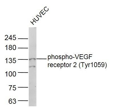 Anti-Phospho-VEGFR2/KDR (Tyr1059) Polyclonal Antibody
