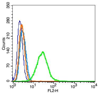 Anti-Phospho-TrkA (Tyr490) Polyclonal Antibody