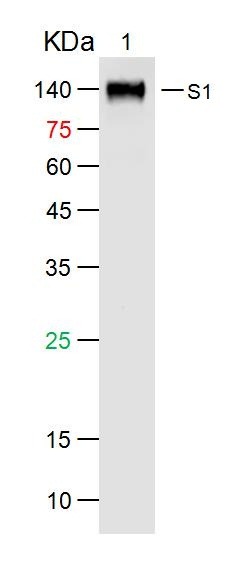 Anti-SARS S Polyclonal Antibody