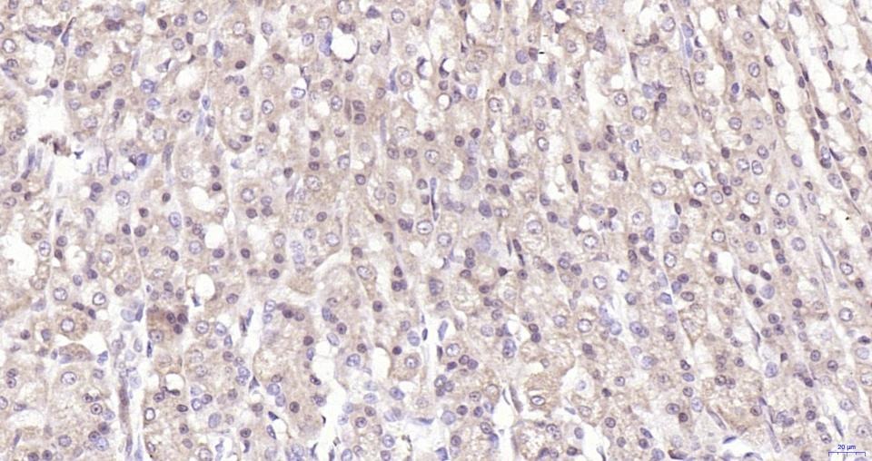 Anti-Phospho-YAP1 (Ser127) Antibody (5B8)
