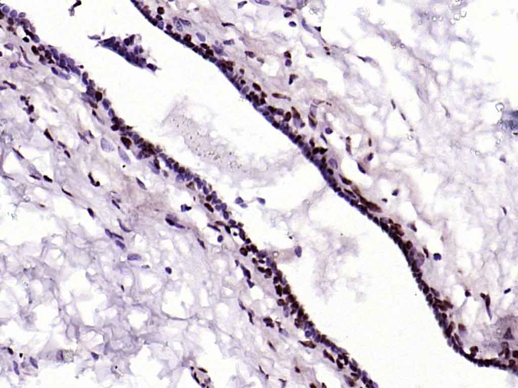 Anti-Phospho-YAP1 (Tyr407) Polyclonal Antibody