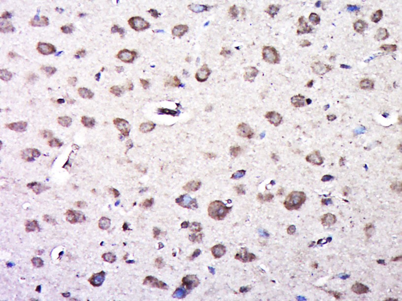 Anti-Phospho-TrkA (Tyr490) Polyclonal Antibody