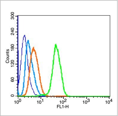 Anti-p53 Polyclonal Antibody 2