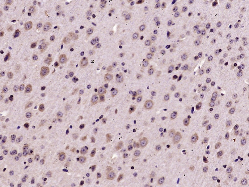 Anti-Phospho-EIF2S1 (Ser51) Polyclonal Antibody