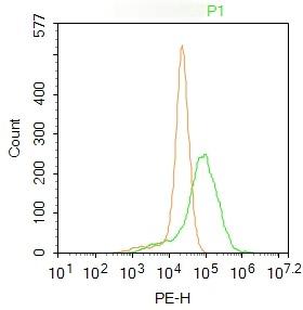 Anti-p63 Polyclonal Antibody