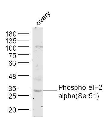 Anti-Phospho-EIF2S1 (Ser51) Polyclonal Antibody