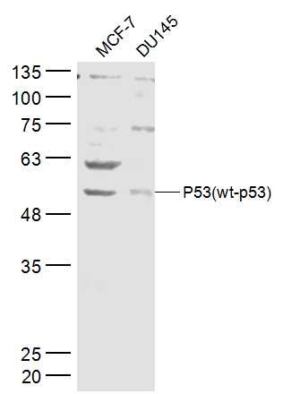 Anti-p53 Polyclonal Antibody 2