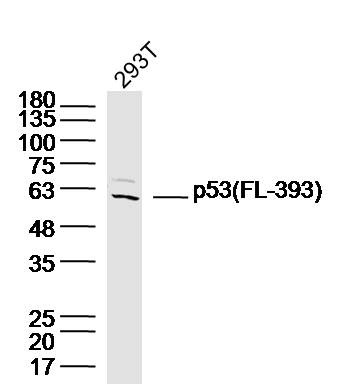 Anti-p53 Polyclonal Antibody 3