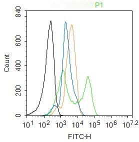Anti-Phospho-ERK1 (Thr202 , Tyr204) Polyclonal Antibody