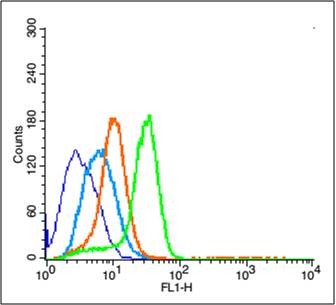Anti-Phospho-ERK1 (Thr202 , Tyr204) Polyclonal Antibody
