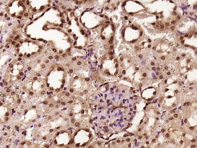 Anti-PGC1 alpha/beta Polyclonal Antibody