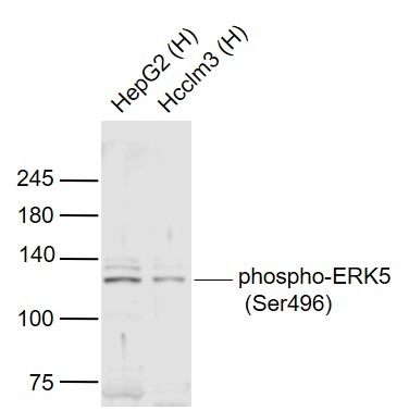 Anti-Phospho-ERK5 (Ser496) Polyclonal Antibody